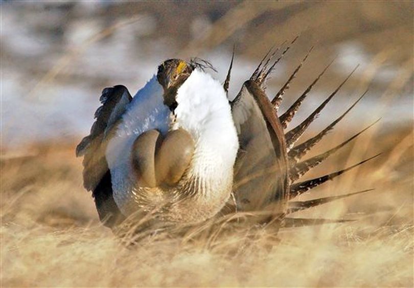 Sage grouse is shown near Rawlins, Wyo. in this file photo (AP/Rawlins Daily Times / Jerret Raffety)
