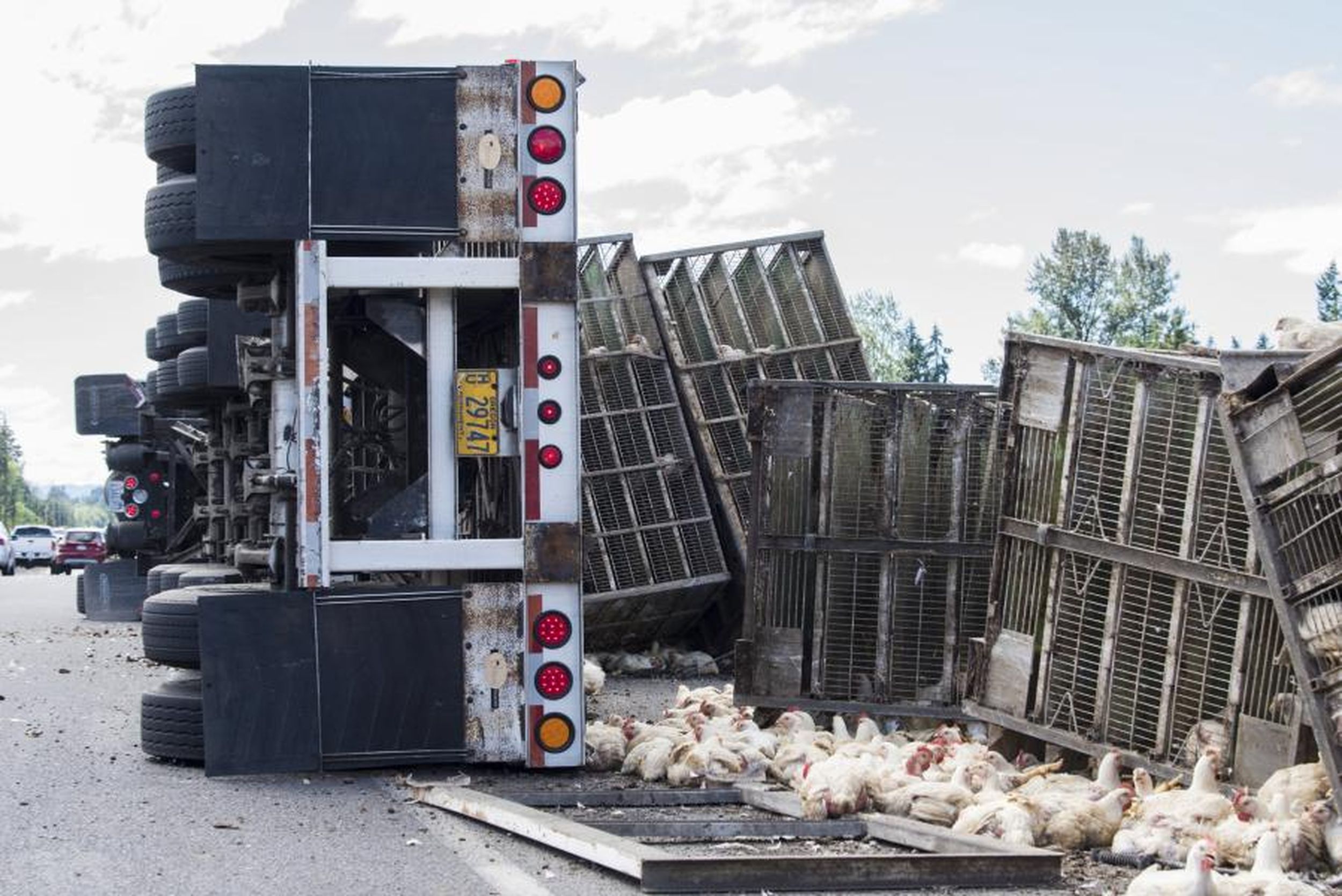 Animal rights activist arrested after chicken truck crash The