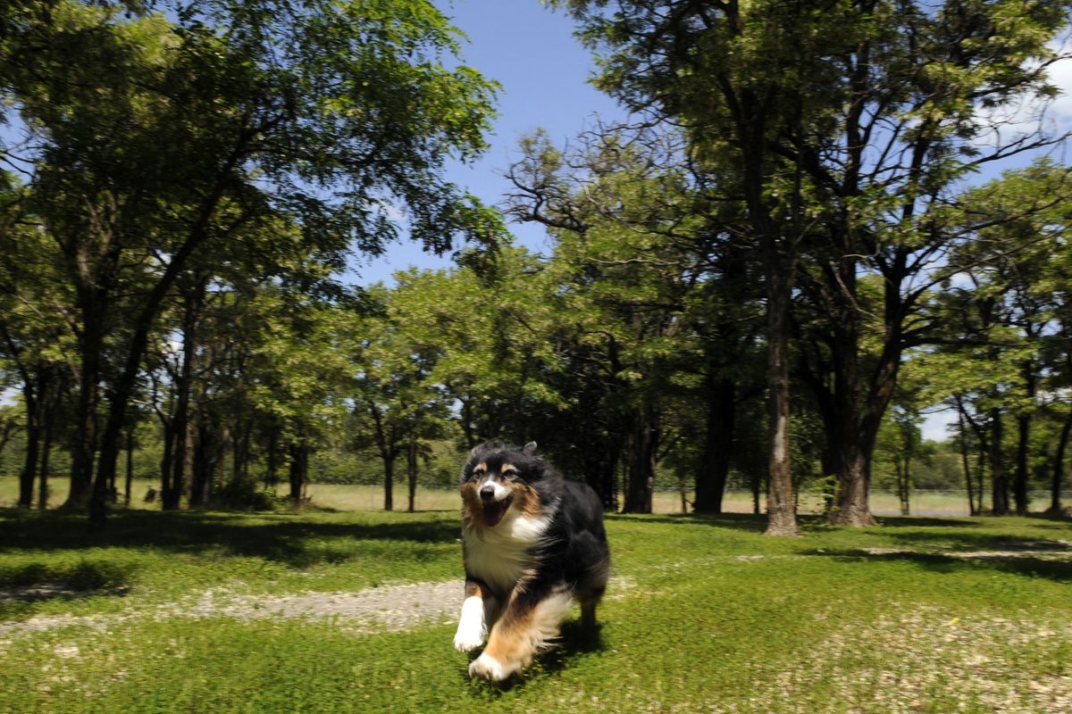 Mariah, a 10-year old Australian shepherd, enjoys a romp at the Patricia Simonet Laughing Dog Park at Interstate 90 near the Idaho state line on July 3. The off-leash park has been open for five years and is open year-round. (J. Bart Rayniak)
