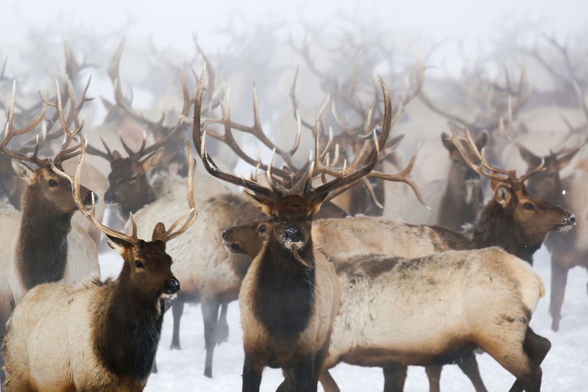 Bull elk are photographed concentrated on a Wyoming winter feedground. The state Game and Fish Department has released for public comment a draft management plan for the feedgrounds.  (Courtesy of Wyoming Game and Fish Department)