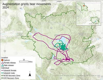 A map showing the travels of grizzly bears that were translocated to Yellowstone National Park.   (Courtesy of Montana Fish, Wildlife and Parks. )