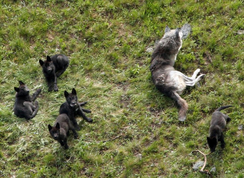 This image provided by the National Park Service shows a gray wolf mother and pups from the Druid Peak pack, in July 2005, in the Lamar Valley inside Yellowstone National Park, Wyo. These pups later died, suspected of falling victim to the parvo virus, according to the Yellowstone National Park’s wolf project leader, Doug Smith.  (File Associated Press)
