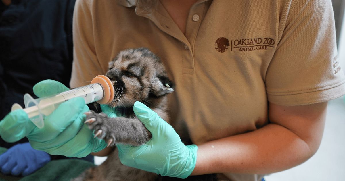 A 3-week old mountain lion found in Southern California has been transferred to Oakland Zoo for rehabilitation.   (OAKLAND ZOO PRESS RELEASE/TNS)