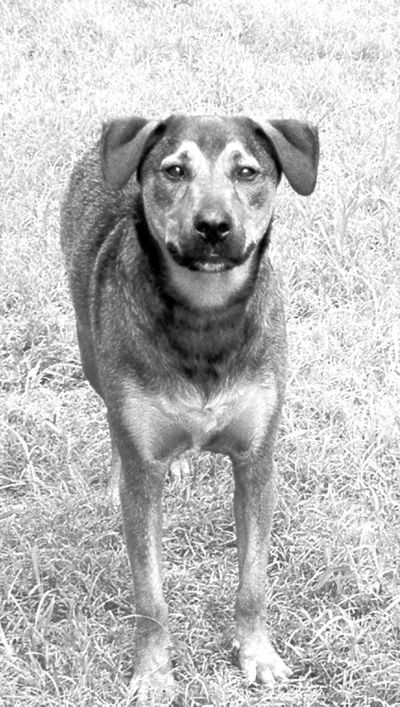 Bruno the dog ran away from his Spokane Valley owners when they were camping in Texas. Courtesy of the Bosque County News (Courtesy of the Bosque County News / The Spokesman-Review)