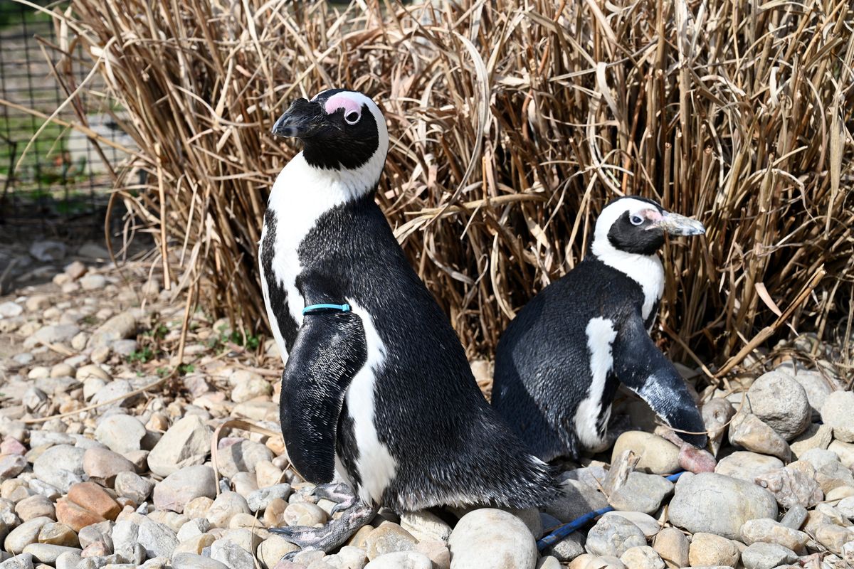 ET, right, and her mate Einstein have their own enclosure at the Metro Richmond Zoo in Richmond, Va. ET, age 43, is believed to be the world’s oldest African penguin. Her mate is 13.  (Courtesy of Metro Richmond Zoo)