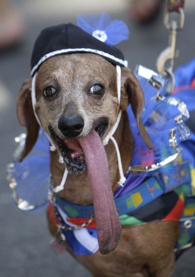 A costumed dog with an unusually long tongue is seen during the dog street carnival parade in Rio de Janeiro, Sunday, Feb. 7, 2010. Hundreds gathered in the streets during one of the many parades before Carnival, which runs Feb. 12-16. (Silvia Izquierdo / Associated Press)
