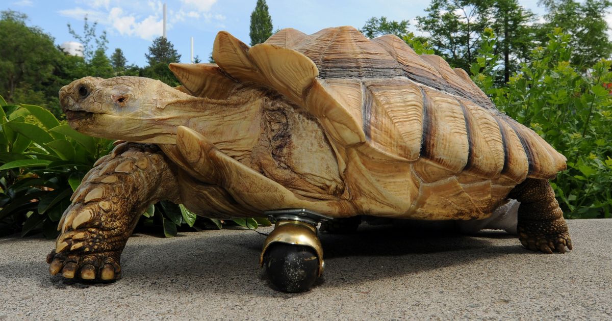 Tortoise’s leg amputated, replaced with caster | The Spokesman-Review