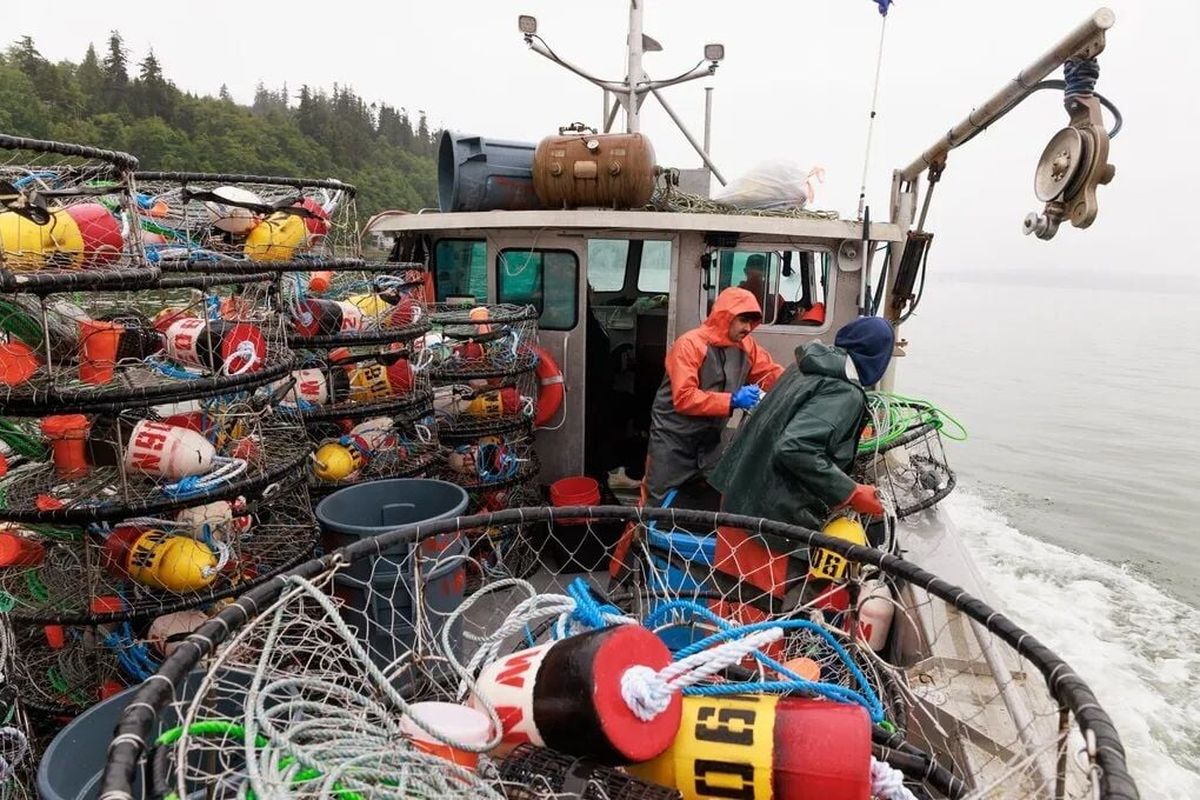 Cousins Dom Wilbur, center, and Alex Stewart drop pots for Dungeness crab on J.J. Wilbur’s boat in Puget Sound in June. Dom Wilbur is J.J. Wilbur’s son.  (Erika Schultz/Seattle Times)