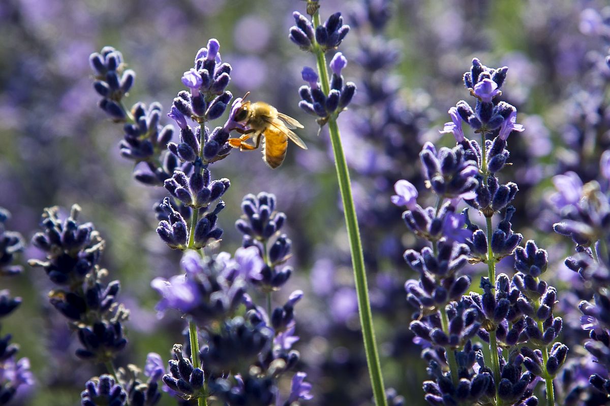 Above: A bee pollinates a lavender bloom in a Northland Rosarium garden. Right: A boxwood hedge is a common element of an English garden.