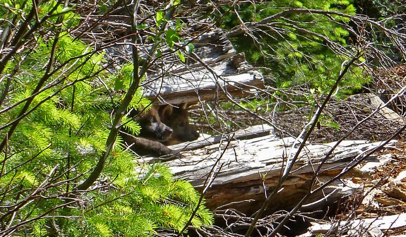 Gray wolf pups. (Oregon Department of Fish and Wildlife)