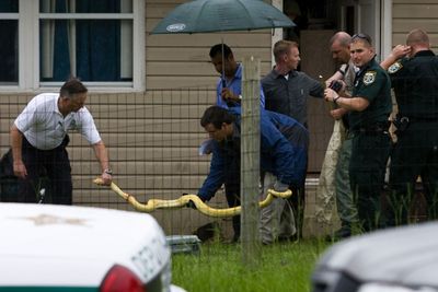 Law enforcement officials remove a Burmese python, measuring more than 8 feet long, from a home in Oxford, Fla., where it killed a 2-year-old girl.  (Associated Press / The Spokesman-Review)