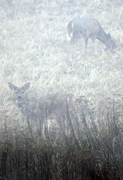 
Deer hidden by fog and shrubs graze along Conklin Road in Spokane Valley on Wednesday. Freezing fog blanketed the area Tuesday night and Wednesday morning. 
 (Liz Kishimoto / The Spokesman-Review)