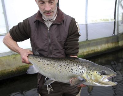 In this April 2, 2012 file photo, Michael West holds on to a 4-year-old Atlantic Salmon at the National fish Hatchery in Nashua, N.H. The New Brunswick, Canada-based Atlantic Salmon Federation says total estimated returns of the fish to North America in 2016 was a little more than a half million salmon. That is a 27 percent decrease from the previous year. (Jim Cole / Associated Press)