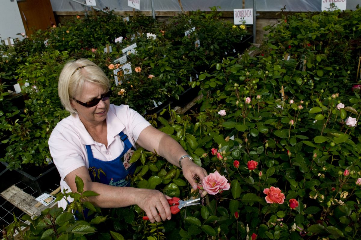 Carol Newcomb, owner of the Northland Rosarium, trims her roses that she has for sale in her greenhouse near Cheney.  (Photos by Colin Mulvany / The Spokesman-Review)