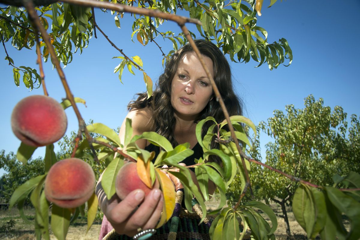Tirza Wibel picks peaches at High Country Orchards in Greenbluff that she will use in of her Homestead Peach Tea, one of 15 blends she makes. (COLIN MULVANY colinm@spokesman.com)