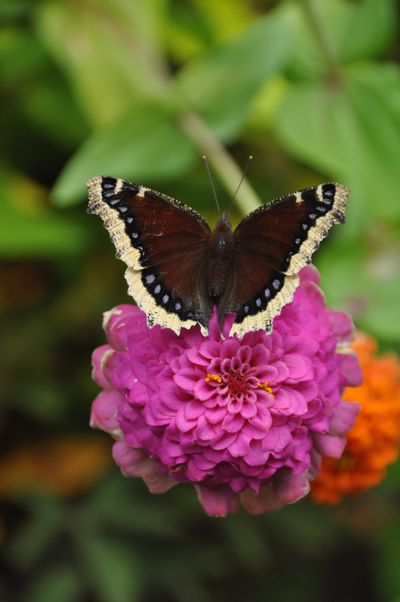 This mourning cloak butterfly is sipping nectar from a zinnia. Butterflies are one of the many pollinators that visit our gardens. Each has its own way of finding their preferred flowers in the garden.  (Pat Munts/For The Spokesman-Review)