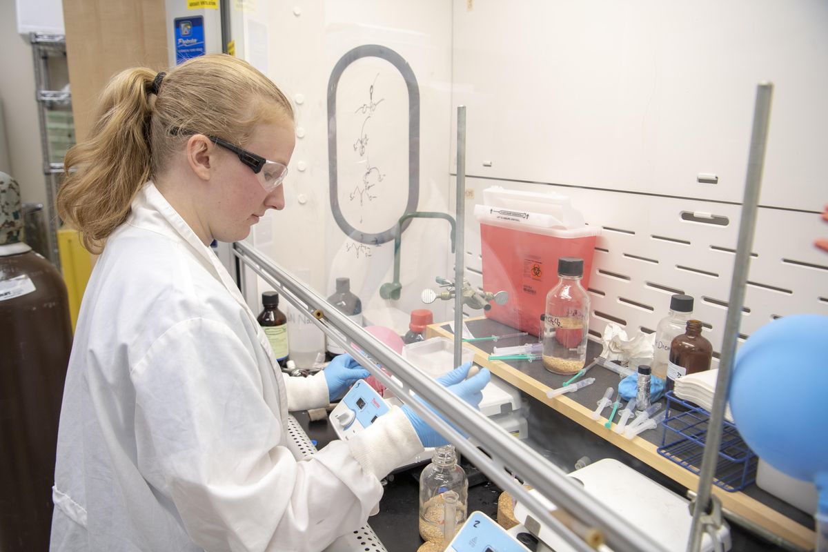 Laken Kruger, a graduate student in pharmaceutical research, works, Wednesday, Aug. 29, 2018, in the laboratory overseen by Travis Denton, a researcher who has made some progress toward a new drug to stifle nicotine withdrawal to help smokers quit. (Jesse Tinsley / The Spokesman-Review)