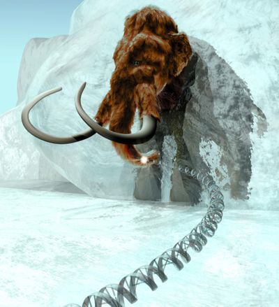This computer-generated image shows a prehistoric woolly mammoth, which could be re-created in as little as a decade.  (Associated Press / The Spokesman-Review)