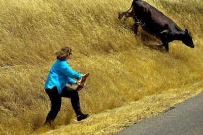 
Cindy Machado, a detective with the Marin County Humane Society, works with a wayward cow. 
