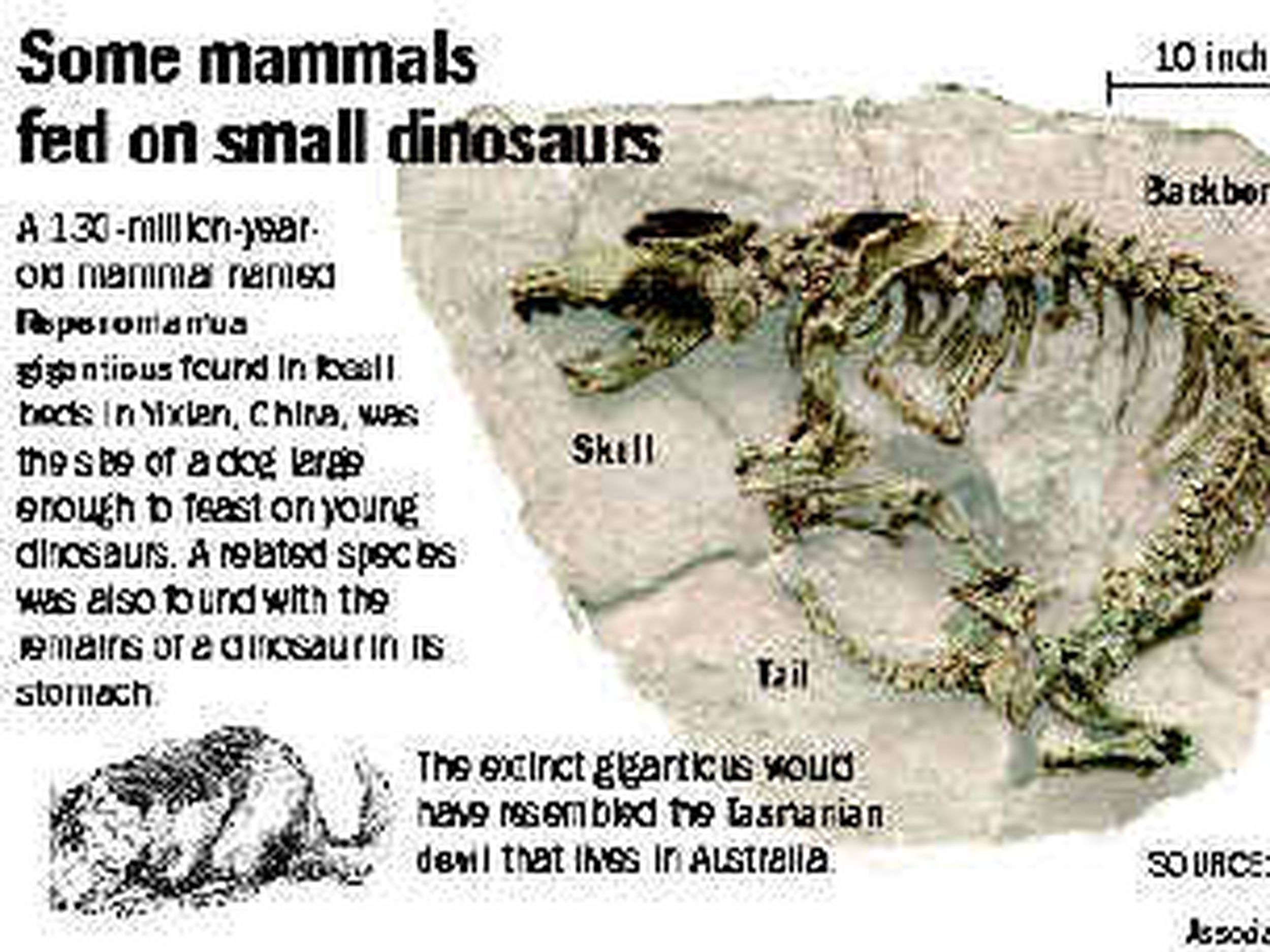 Fossil suggests first mammals not so meek | The Spokesman-Review