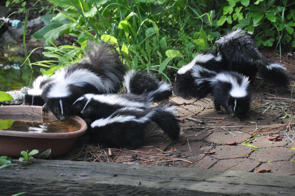 Mama skunk teaches her kits  (Pat Munts/For The Spokesman-Review)