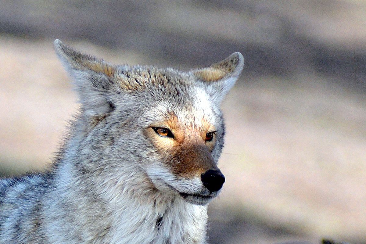 Coyotes are very visible and active in winter. They also have thick, luxurious fur coats to keep them warm.