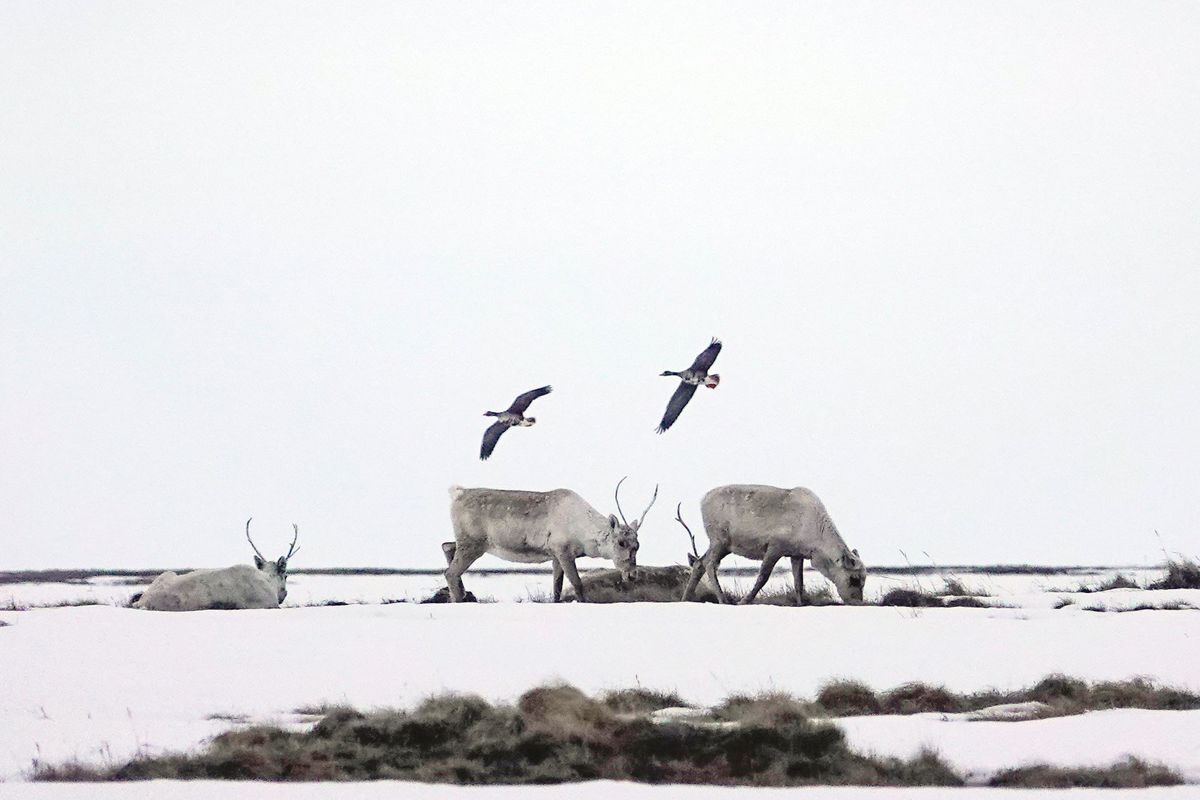 Caribou and geese in North Slope Borough, Alaska, in May 2019.  (Bonnie Jo Mount/The Washington Post)
