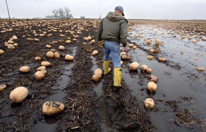 Pumpkin farmer John Ackerman walks through a neighbor's waterlogged pumpkin field Tuesday, Nov. 19, 2009, while discussing the difficulties of this year's harvest. Nestle _ which sells nearly all the canned pumpkin in the U.S. _ says poor weather hurt its harvest, creating a potential shortage of its Libby's pumpkin pie products through the holidays. (Leslie Renken / Ilpeo)