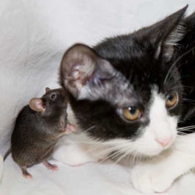 
A genetically modified mouse sniffs a cat at Tokyo University. Scientists say they switched off the rodent's instinct to cower. Associated Press
 (Associated Press / The Spokesman-Review)