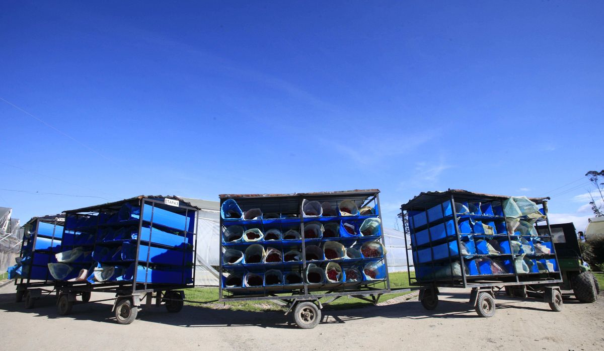 Colombia Valentine's Day Feb. 3, 2012 The SpokesmanReview