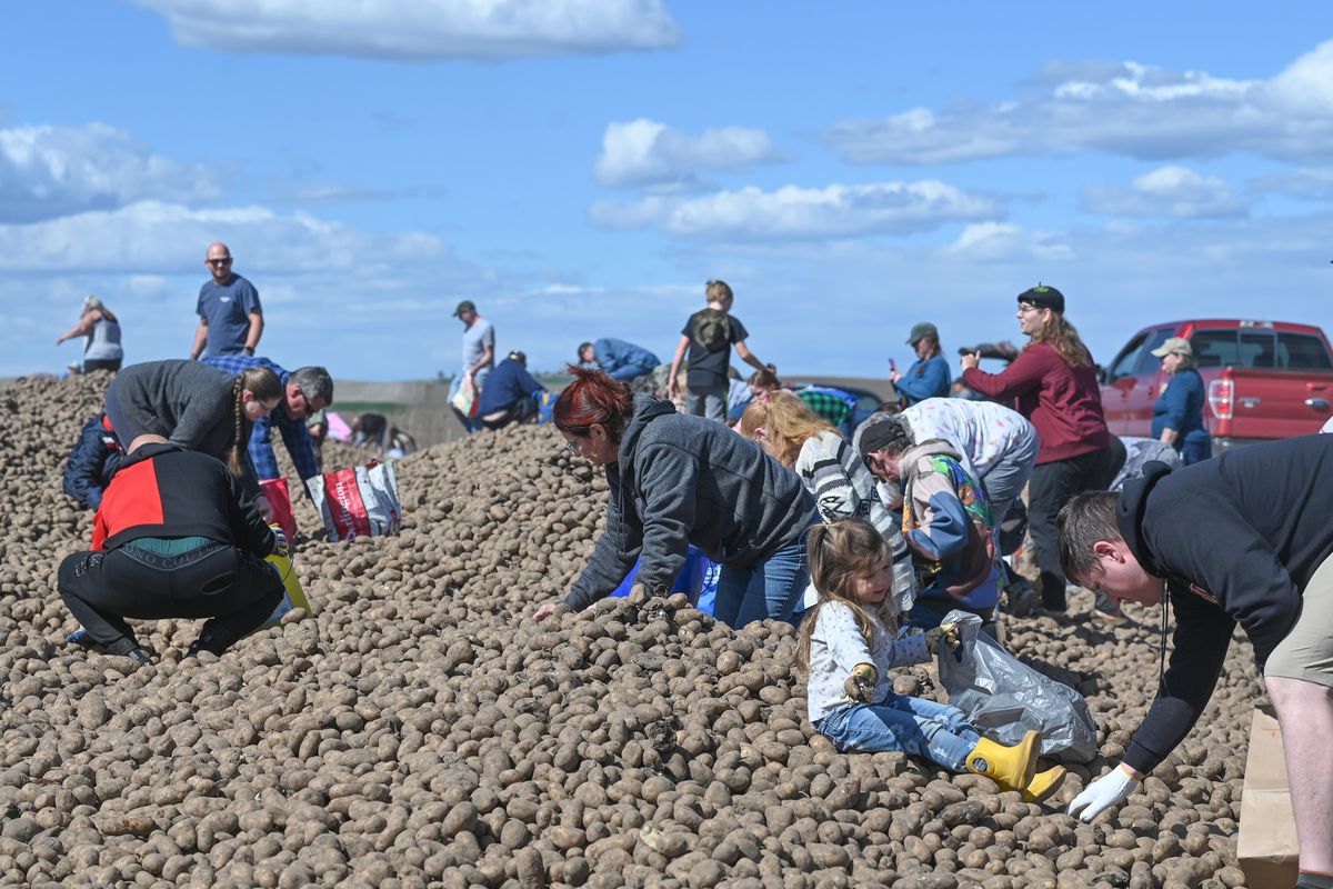 Families and individuals stop to gather potatoes from a long pile in a farm field along Sprague Road on the West Plains of Spokane Monday, April 22, 2024.  (Jesse Tinsley/THE SPOKESMAN-REVIEW)