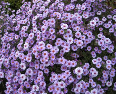 Monch asters, which bloom reliably from late summer into fall, will be offered at Saturday’s Friends of Manito plant sale. (Susan Mulvihill)