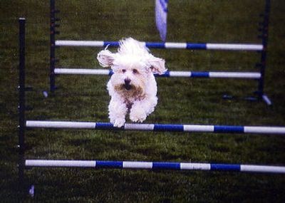 
Birkner's dog Katie, a 6-year-old cockapoo, runs through an agility course.
 (Courtesy of Diane Birkner / The Spokesman-Review)