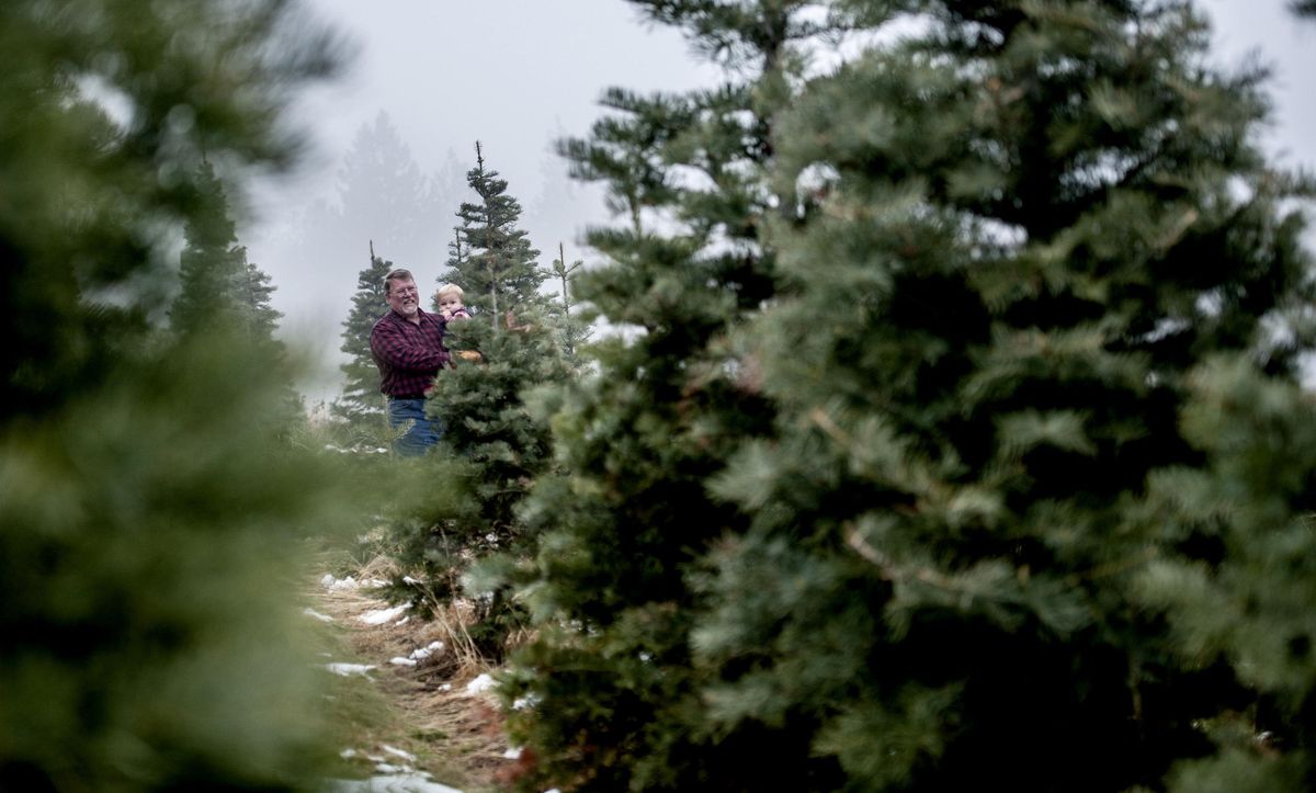 Holly - Ripponden Christmas Tree Farm