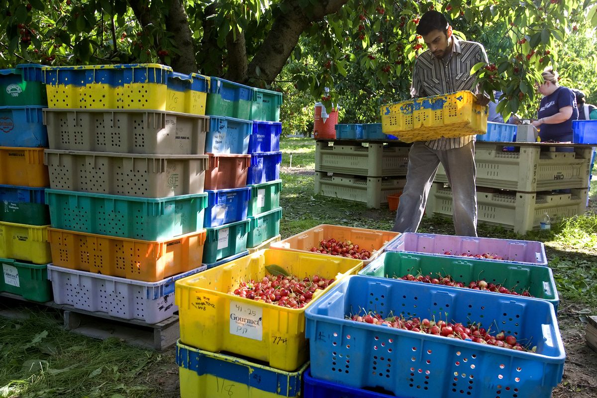 Noel A. Hinojosa stacks a 20-pound tub of Rainier cherries at Olmstead Orchards in Grandview, Wash., on Tuesday. The cool, wet spring has made the Yakima Valley cherry harvest weeks late this year. (Associated Press)