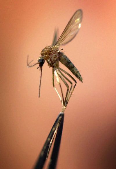 
A mosquito is held by tweezers. 
 (File photo / The Spokesman-Review)