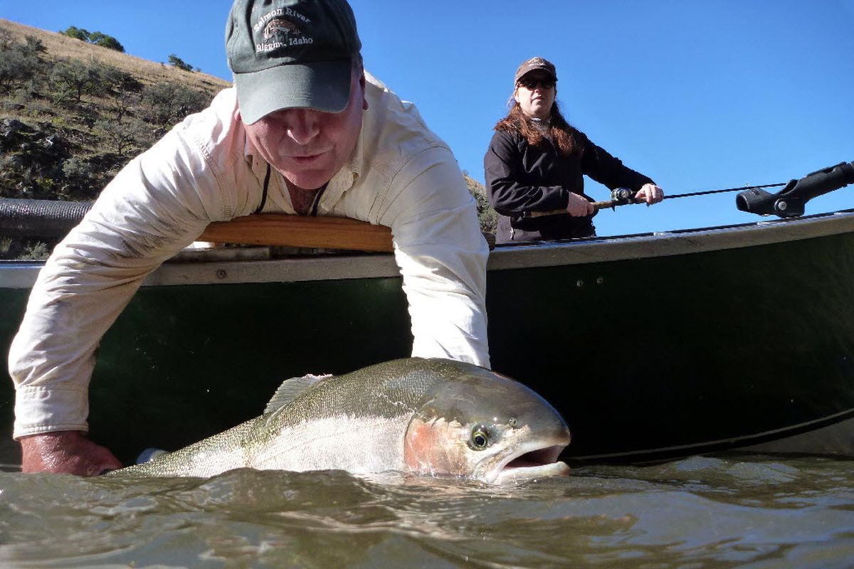 After being reeled in to the boat by an angler on the Salmon River, a beefy wild steelhead is released by fishing guide Norm Klobetanz of Exodus Wilderness Adventures based in Riggins, Idaho.  (Rich Landers)