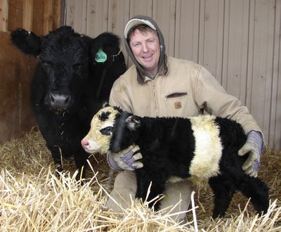 Chris Jessen holds his new “panda cow” named Ben, hours after the rare miniature cow was born in Campion, Colo. Jessen says panda calves can sell for $30,000.  (Associated Press)