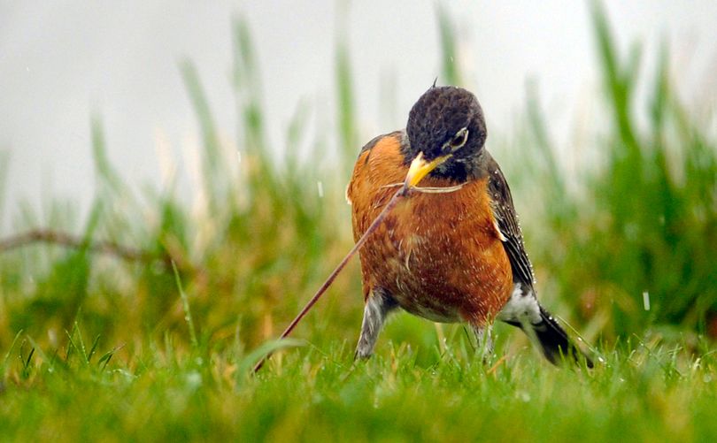 A robin pulls a worm from the ground on a rainy Friday afternoon, March 23, 2012 in a grassy area just north of Zoo Beach in Racine, Wis. (Scott Anderson / The Journal Times)