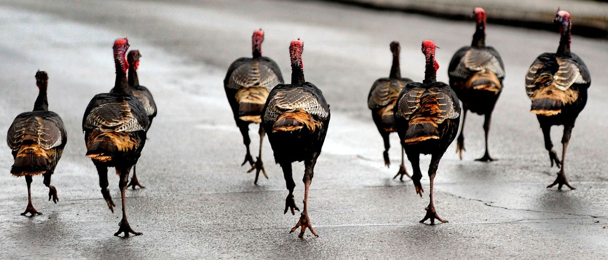A rafter of turkeys walks down the center of Milwaukee Drive in Coeur d’Alene on Wednesday. Turkeys have been abundant in the area. (Kathy Plonka / The Spokesman-Review)