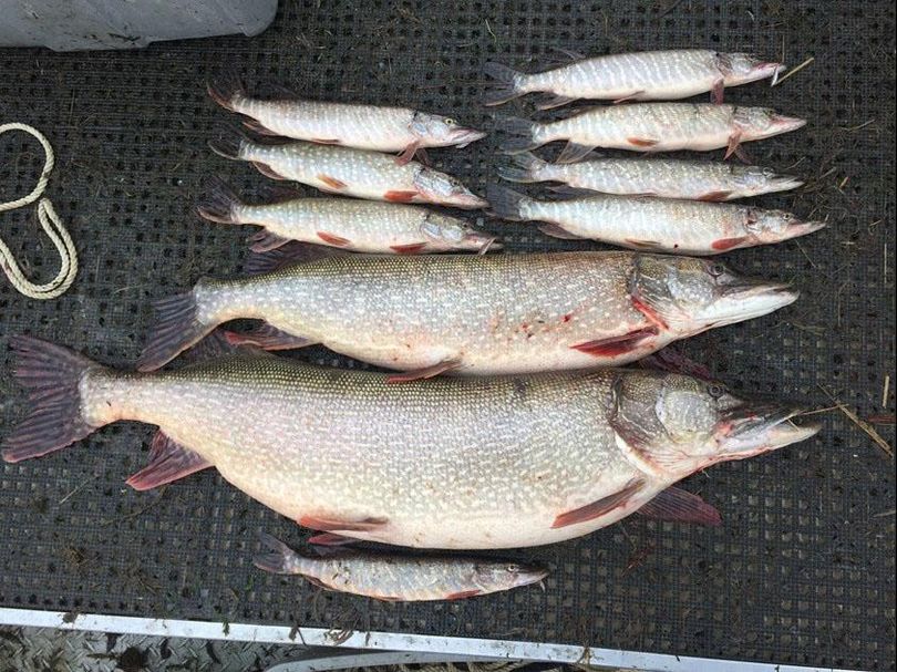 The Colville Confederated Tribes will offer a bounty on northern pike caught in Lake Roosevelt. (Courtesy photo)
