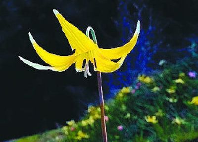 
Glacier lilies were in full bloom when the turkey hunting seasons opened in mid-April. 
 (Kathy Plonka / The Spokesman-Review)