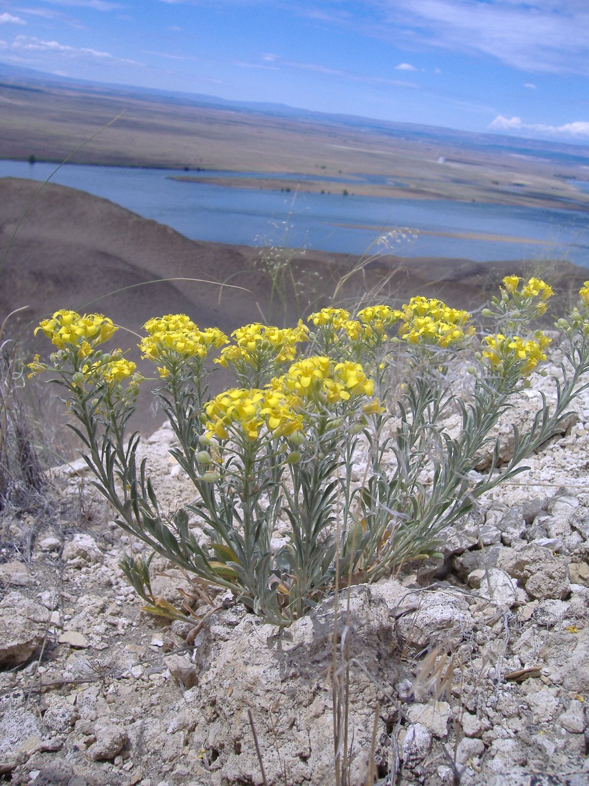 White Bluffs bladderpod, are found primarily on federal lands, occupying cliffs overlooking the Hanford Reach of the Columbia River. The species was recommended for Endangered Species Act protections in May 2012. (U.S. Fish and Wildlife Service)