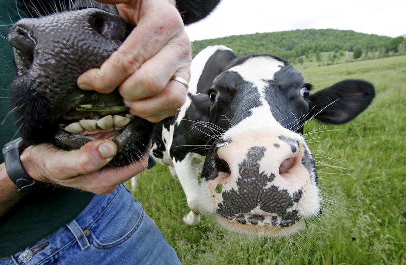 ORG XMIT: MR205 This June 16, 2009 photo shows Tim Maikshilo holding open the mouth of one of his Holsteins in Coventry, Vt. Yogurt maker Stonyfield Farm wants its cows to burp less. It's for a noble cause: cutting down on the gases that contribute to global warming. Working with 15 Vermont farms to change cows' diets so they emit less methane, it has already reduced cow burping by as much as 18 percent. (AP Photo/Toby Talbot) (Toby Talbot / The Spokesman-Review)