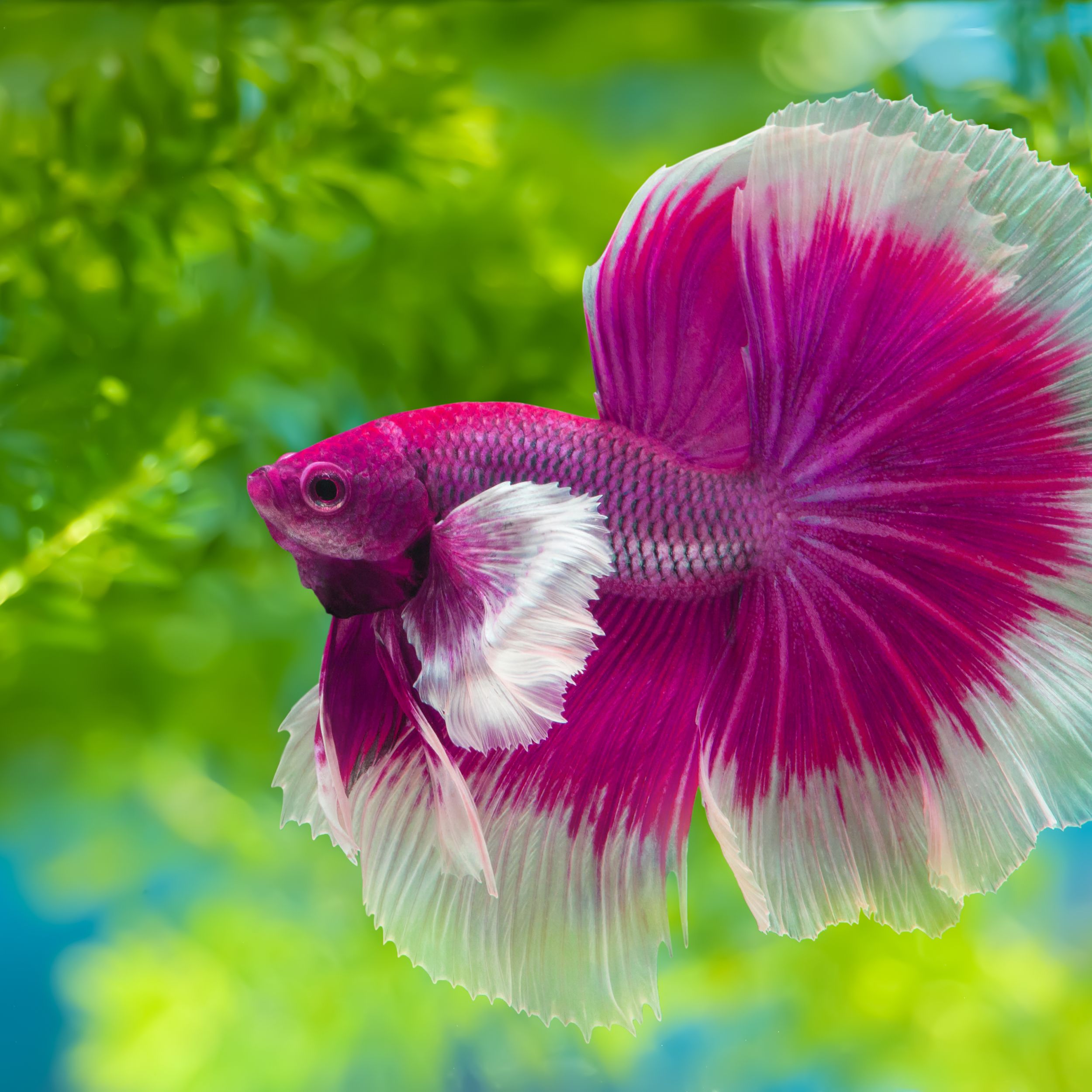 Ask Dr. Universe: A happy betta fish is an interested betta fish