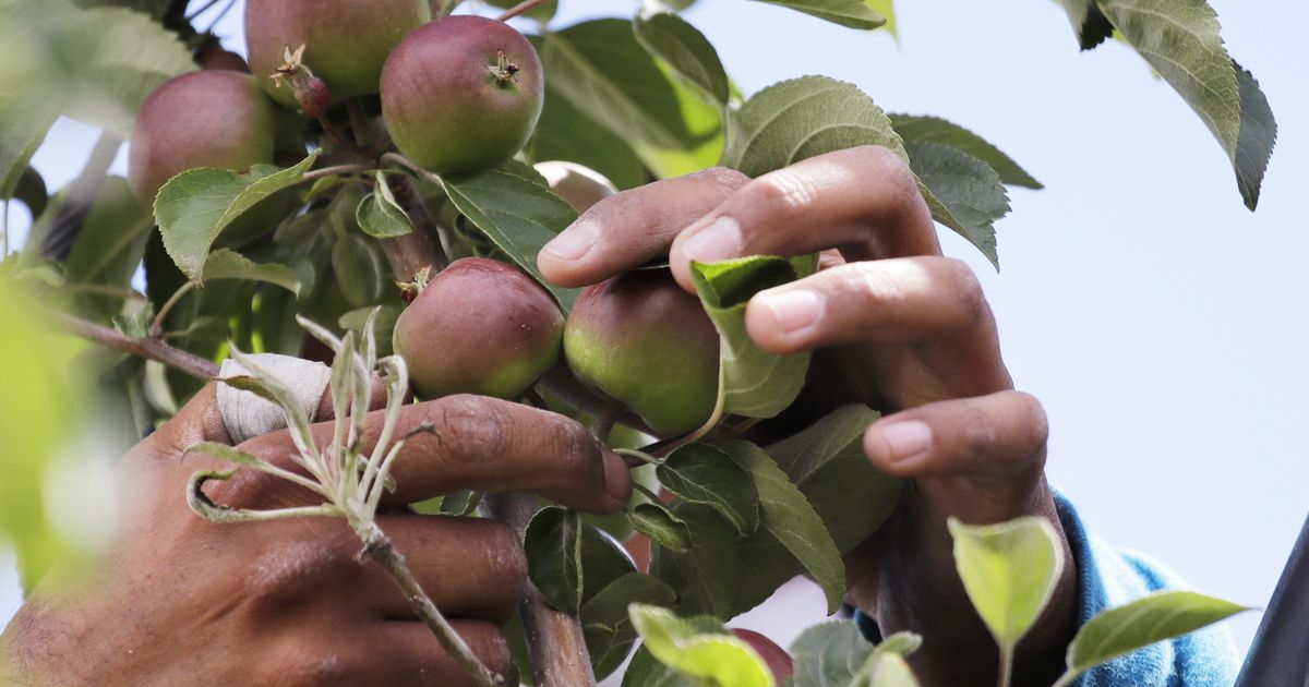 Washington apple growers qualify for aid after challenging criteria
