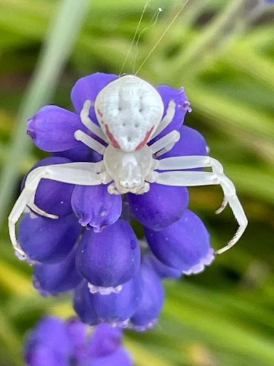 Flower crab spiders aren’t able to turn purple, so this critter perched on a grape hyacinth in Vancouver, Wash., is highly visible to would-be prey.  (Amy Quattlebaum)