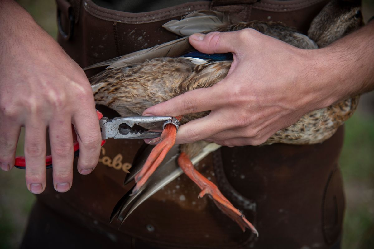 Peterson pinches a leg band onto a duck. “If you hear a click, you did it right,” he said.  (Michael Wright/THE SPOKESMAN-REVIEW)