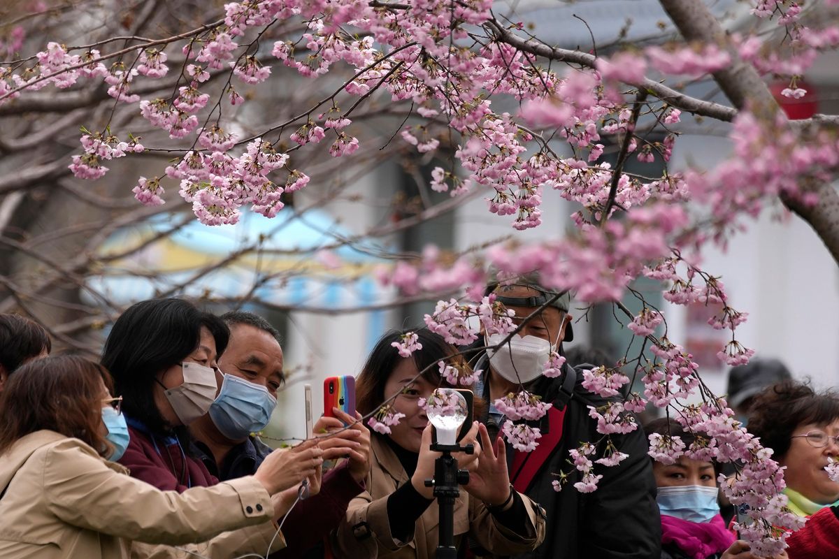 Visitors take photos of blooming cherry blossoms through a glass ball at a park on Wednesday, March 30, 2022, in Beijing. China