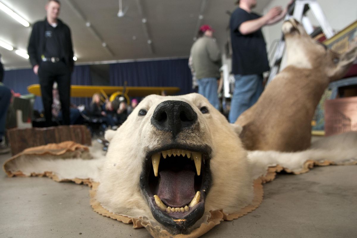 Bidders check out items such as this polar bear rug before the start of the Drs. Forrest and Pamela Bird estate sale and auction at the Bird Aviation Museum and Invention Center in Sagle, Idaho, on Saturday, April 29, 2017. (Kathy Plonka / The Spokesman-Review)